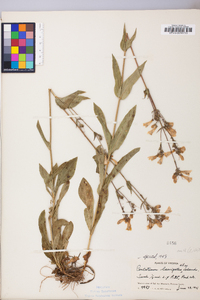 Penstemon laevigatus image