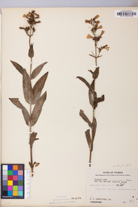 Penstemon laevigatus image