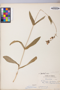 Penstemon laevigatus image