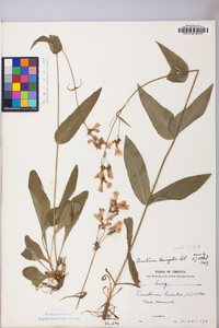 Penstemon laevigatus image