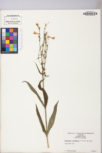 Penstemon laevigatus image