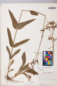 Penstemon laevigatus image