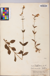 Penstemon laevigatus image