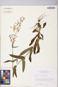 Penstemon laevigatus image