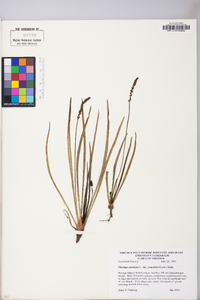 Plantago maritima var. juncoides image