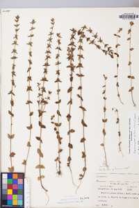 Sophronanthe pilosa image