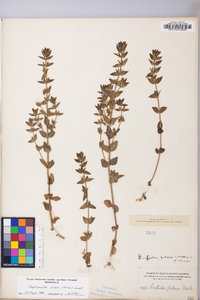 Sophronanthe pilosa image