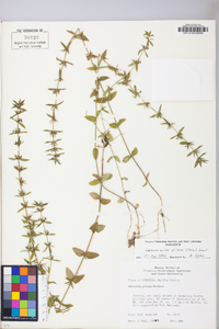 Sophronanthe pilosa image