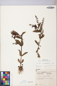 Veronica anagallis-aquatica image