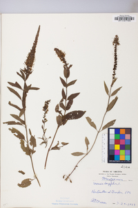 Veronica longifolia image