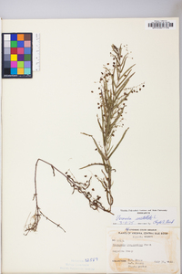 Veronica scutellata image