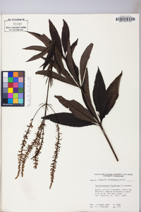 Veronicastrum virginicum image