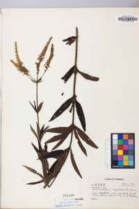 Veronicastrum virginicum image