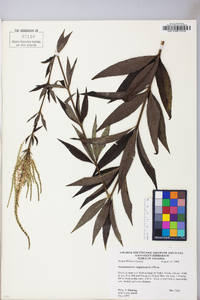 Veronicastrum virginicum image