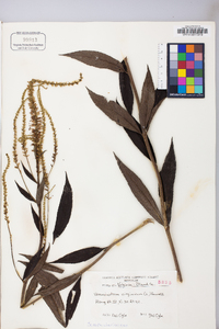 Veronicastrum virginicum image