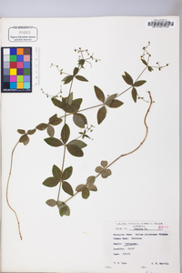 Galium circaezans image