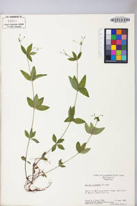 Galium circaezans image