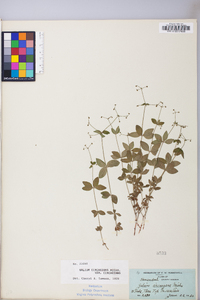 Galium circaezans image