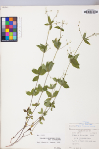 Galium circaezans image