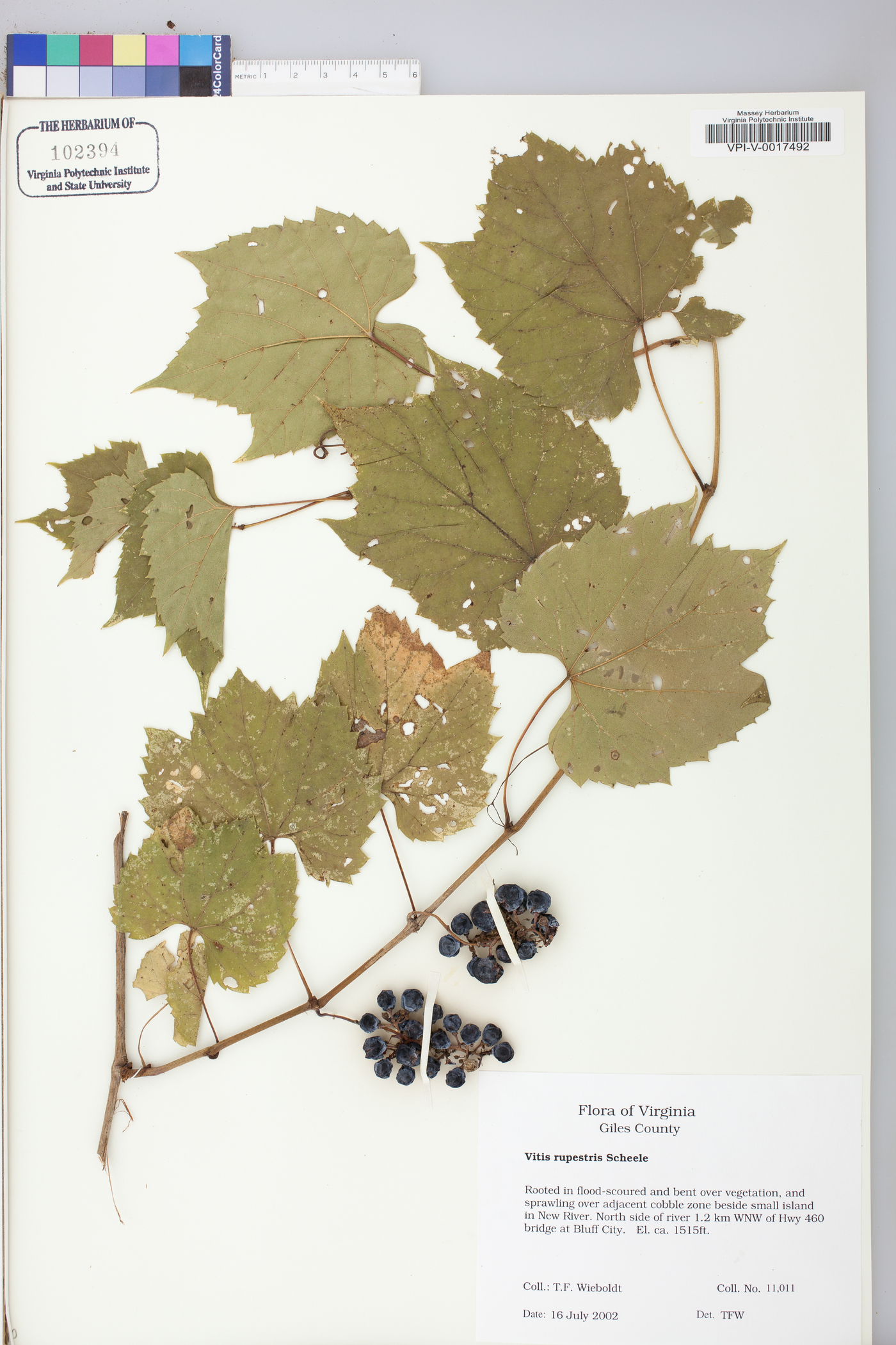 Vitis rupestris image