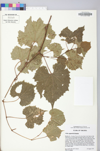 Vitis rupestris image