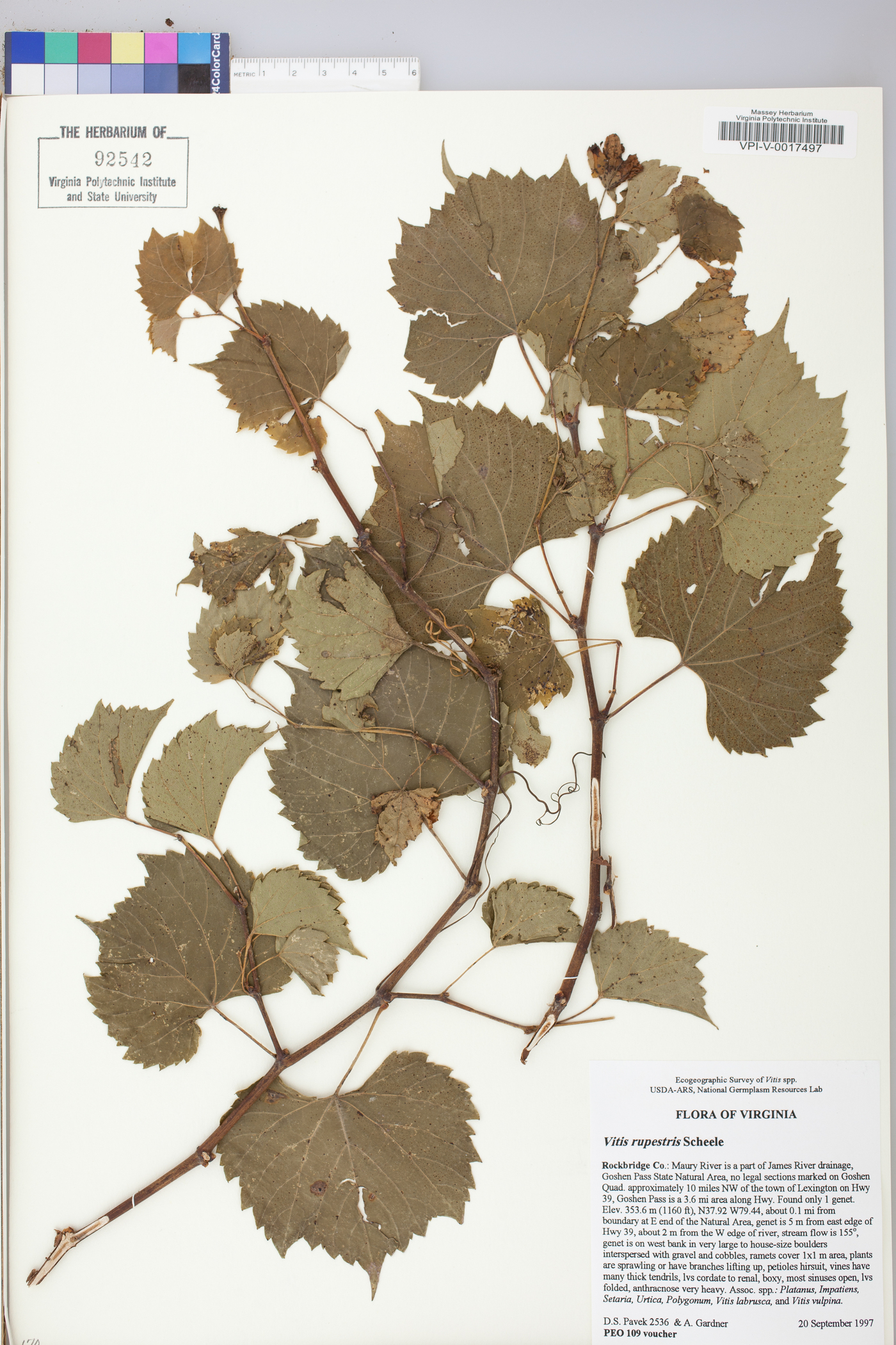 Vitis rupestris image