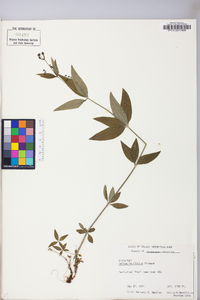 Galium latifolium image