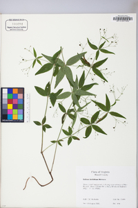 Galium latifolium image