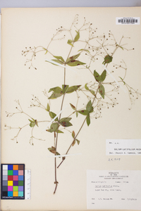 Galium latifolium image