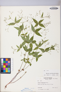 Galium latifolium image