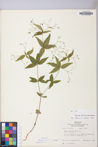 Galium latifolium image