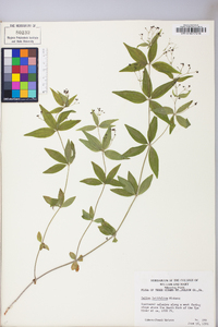 Galium latifolium image