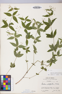 Galium latifolium image