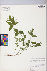 Galium latifolium image