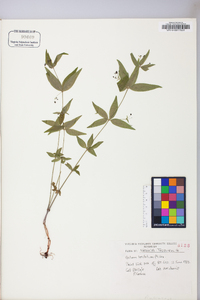 Galium latifolium image