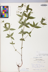 Galium latifolium image