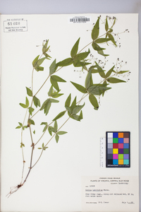 Galium latifolium image