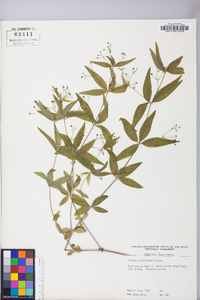 Galium latifolium image