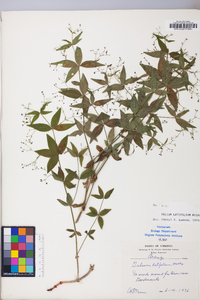 Galium latifolium image