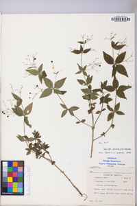 Galium latifolium image