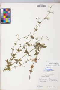 Galium pilosum image