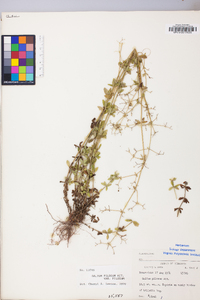 Galium pilosum image