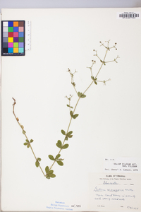 Galium pilosum image