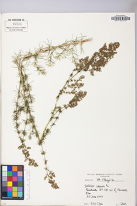 Galium verum image