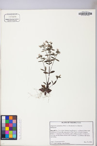 Houstonia canadensis image