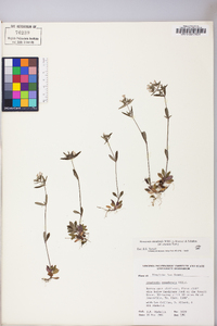 Houstonia canadensis image