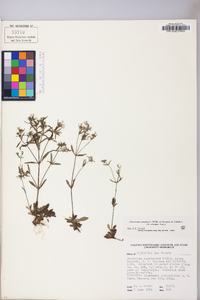 Houstonia canadensis image