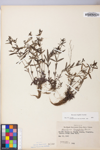 Houstonia longifolia image