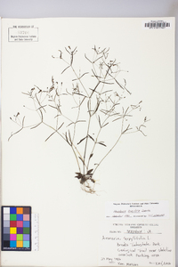 Houstonia longifolia image