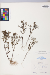 Houstonia longifolia image